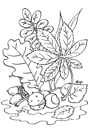 Kolorowanka jesienne liście i kasztany